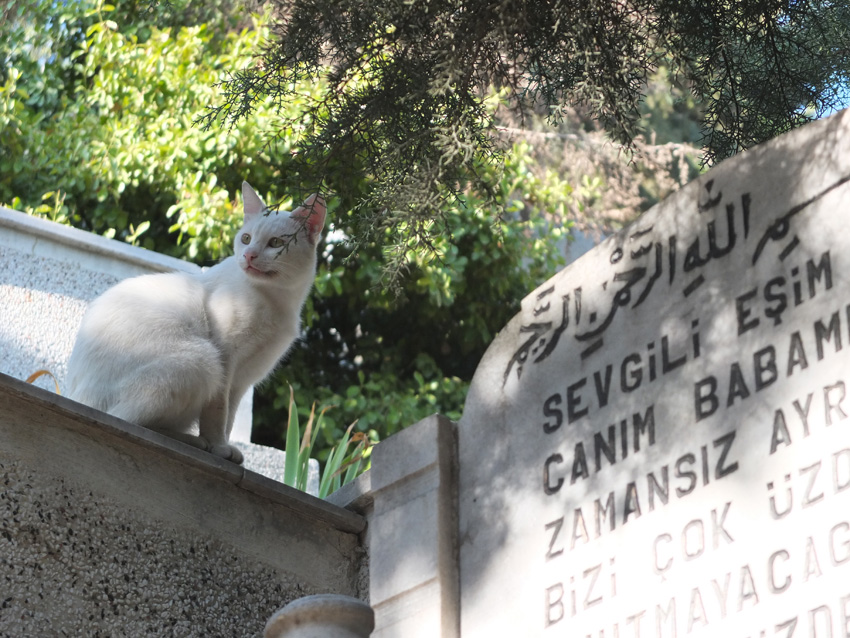 Istambul - chat blanc